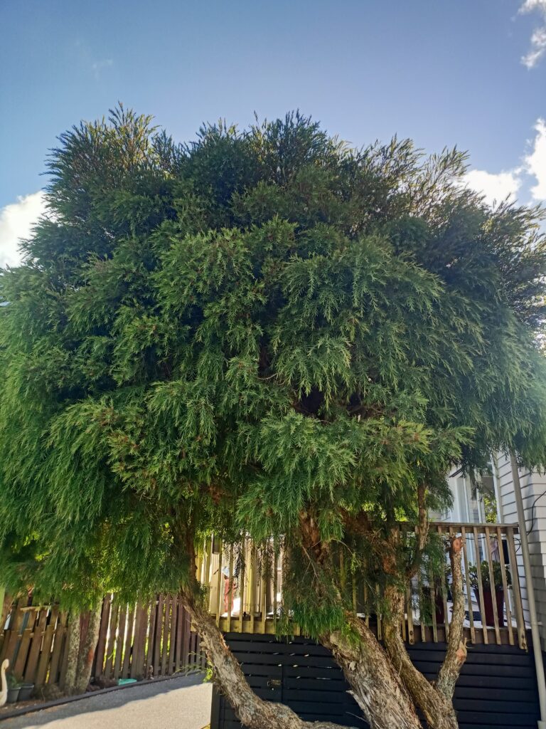 Tree Trimming Before