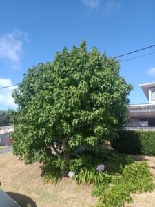 Tree Trimming Before