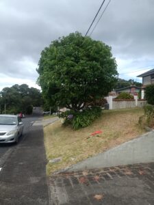 Tree Trimming After